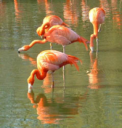 flamingoes cropped